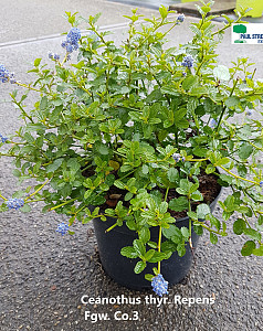Ceanothus thyr. Repens