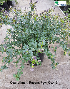 Ceanothus thyr. Repens