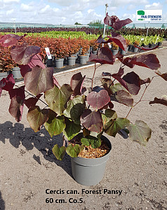 Cercis can. Forest Pansy
