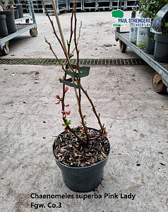 Chaenomeles superba Pink Lady