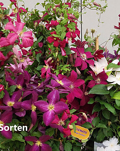 Clematis in Sorten