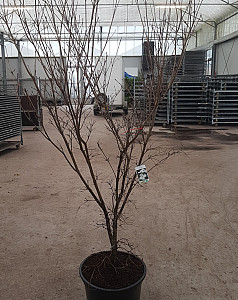 Cornus k. China Girl 