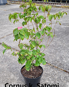 Cornus k. Satomi