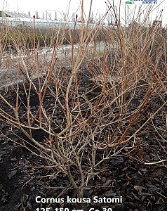 Cornus k. Satomi