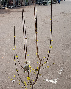 Cornus mas Jolico