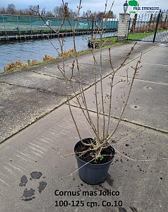 Cornus mas Jolico