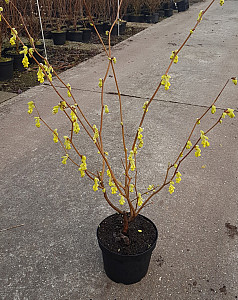 Corylopsis spicata 