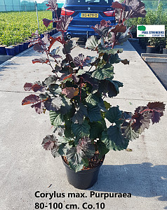 Corylus max. Purpurea