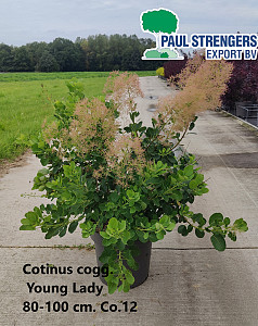 Cotinus cogg. Young Lady