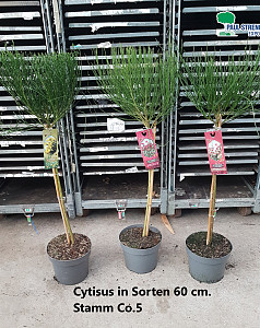 Cytisus in Sorten