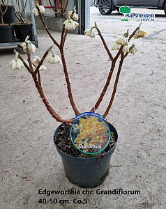Edgeworthia chr. Grandiflorum 