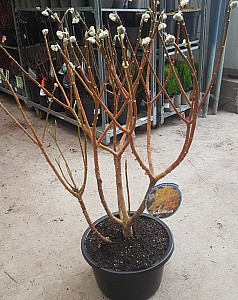 Edgeworthia chr. Grandiflorum 