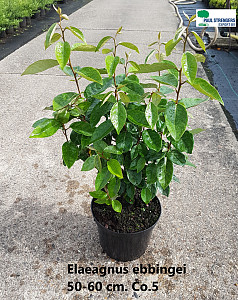 Elaeagnus ebbingei