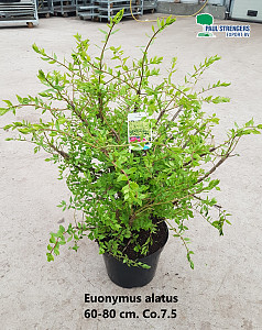 Euonymus alatus