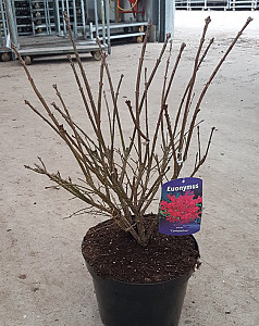 Euonymus alatus Compactus
