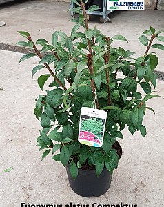 Euonymus alatus Compactus