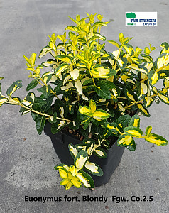 Euonymus fort. Blondy 