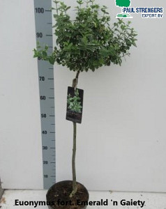 Euonymus fort. Emerald 'n Gaiety