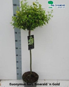 Euonymus fort. Emerald 'n Gold 