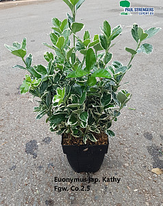 Euonymus jap. Kathy