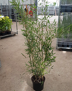 Fargesia robusta Cambell