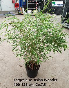 Fargesia sc. Asian Wonder