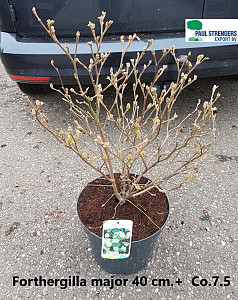 Forthergilla major