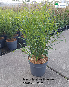 Frangula alnus Fine Line