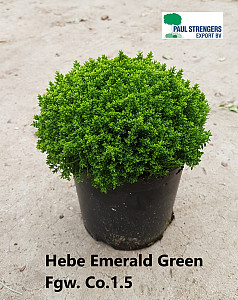 Hebe Emerald Green  