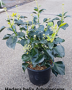 Hedera helix Arborescens