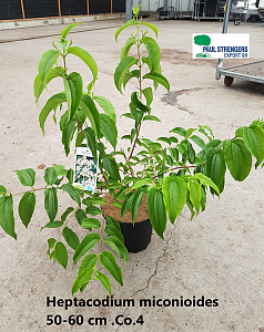 Heptacodium miconioides