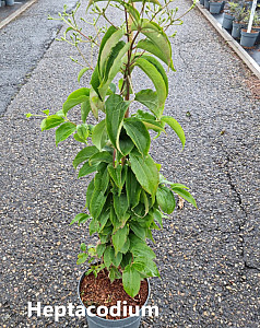 Heptacodium miconioides