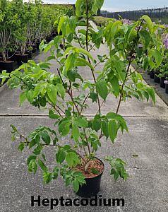 Heptacodium miconioides