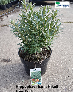 Hippophae rham. Hikull