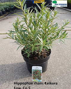Hippophae rham. Leikora