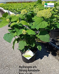 Hydrangea arb. Strong Annabelle