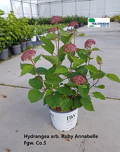 Hydrangea arb. Ruby Annabelle
