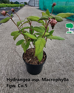 Hydrangea asp. Macrophylla