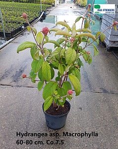 Hydrangea asp. Macrophylla