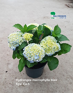 Hydrangea macrophylla blau