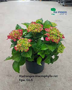Hydrangea macrophylla rot