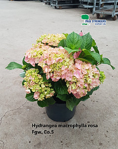 Hydrangea macrophylla rosa