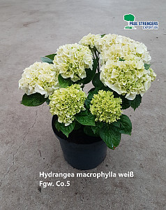 Hydrangea macrophylla weiß