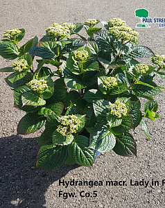 Hydrangea macr. Lady in Red