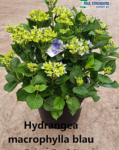 Hydrangea macrophylla blau