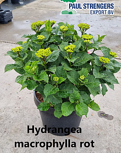 Hydrangea macrophylla rot