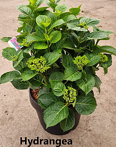 Hydrangea macrophylla rosa
