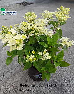 Hydrangea pan. Switch 