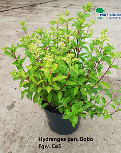 Hydrangea pan. Bobo