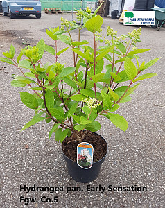 Hydrangea pan. Early Sensation 